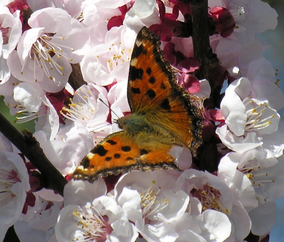 Farfalla su albicocco: Nymphalis polychloros